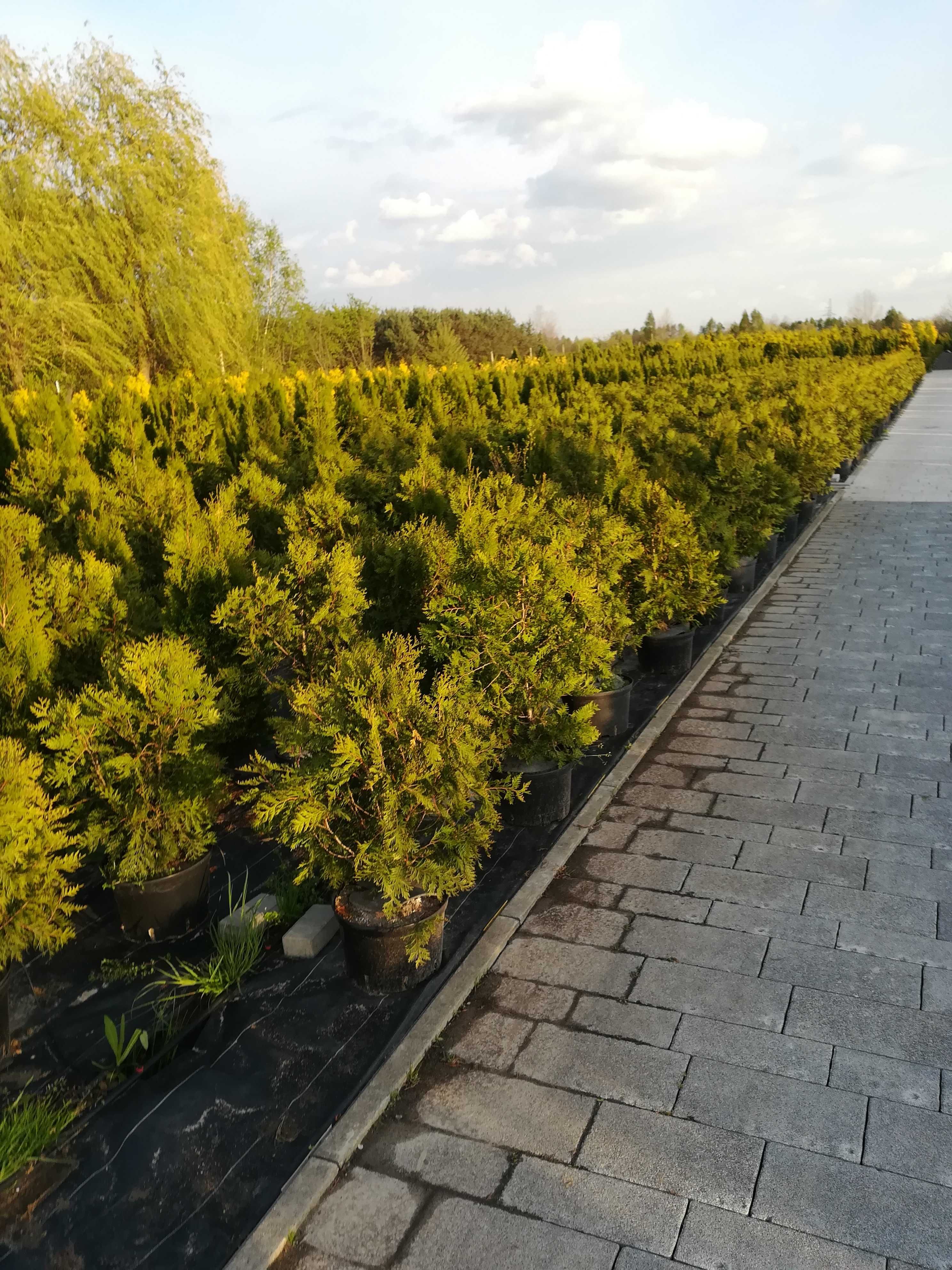 PROMOCJA TUJE z gruntu szmaragd 230 cm - stożkowy kształt - 100 zł
