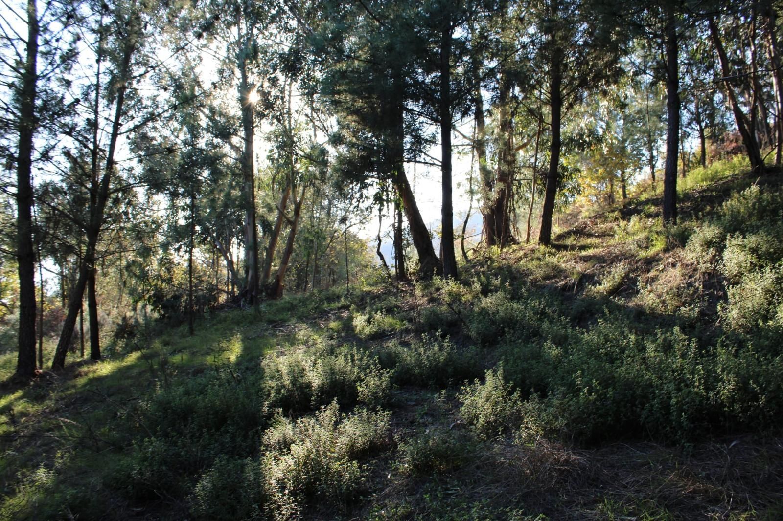 Terreno Grilo Baião