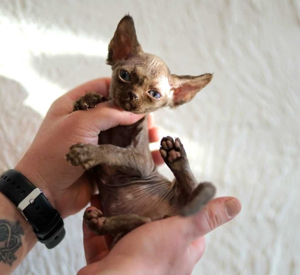 Gucio czekoladowy kocur Devon Rex