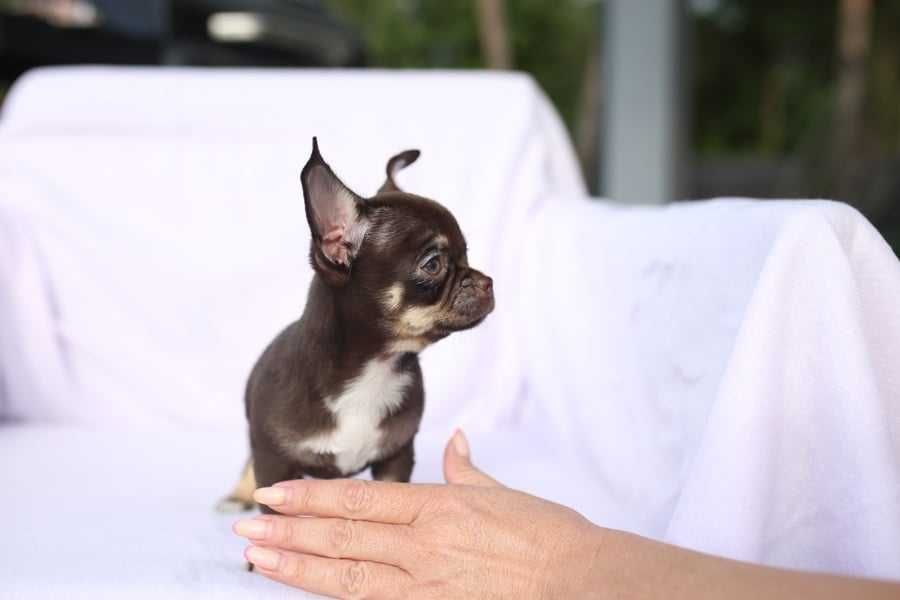 Chihuahua czekoladowy piesek krótkowłosy, wystawowy FCI ZKWP