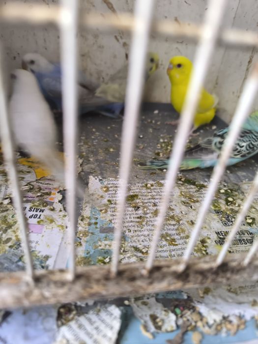 Piriquitos várias cores