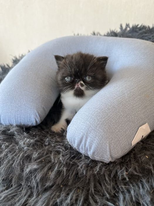 Плюшові екзотики