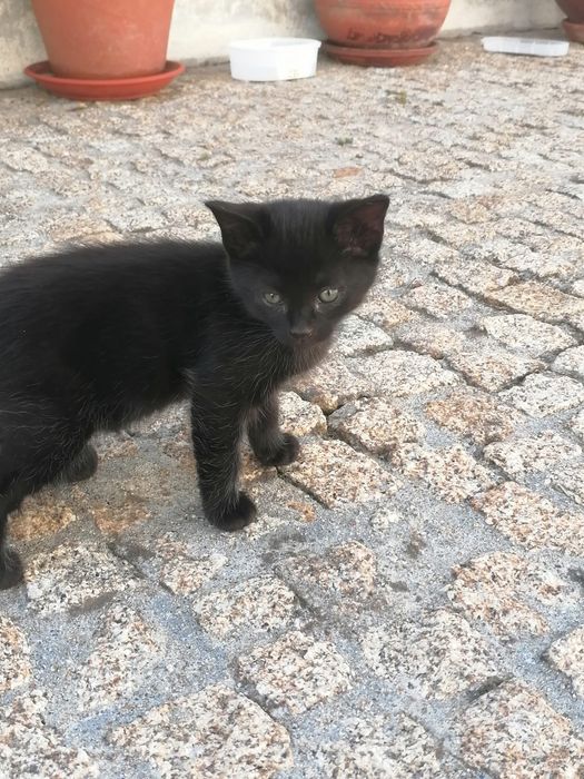 Gatinha pretinha para dar