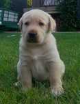 Labrador retriever szczeniaki zostały 2
