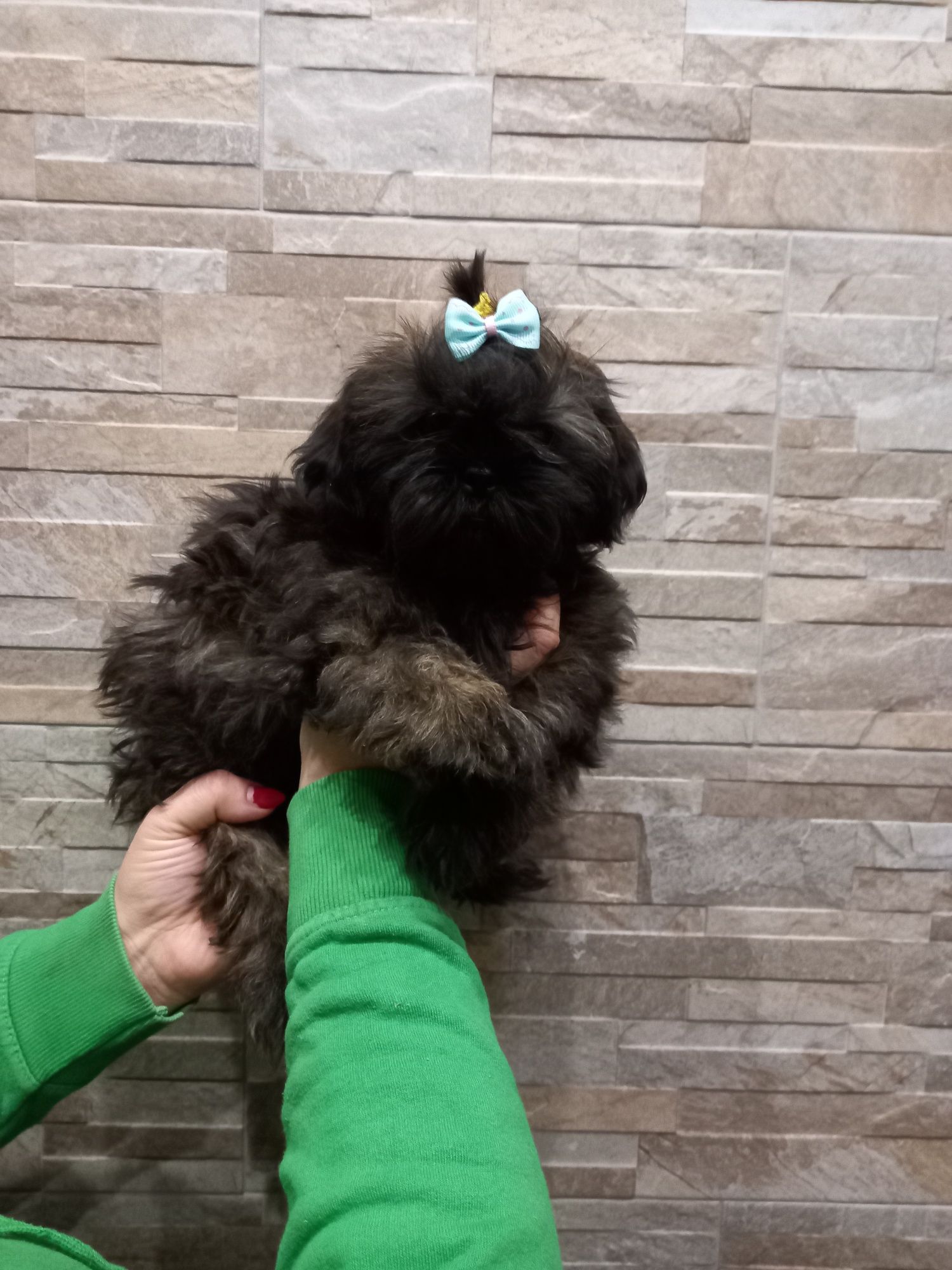 Malutki piesek shih tzu rodowód