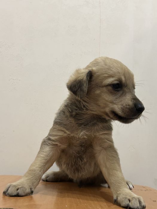 віддаємо цуценя