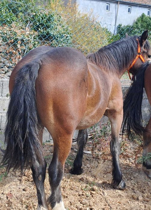 Vendo poldro Breton 2024 (13 meses)