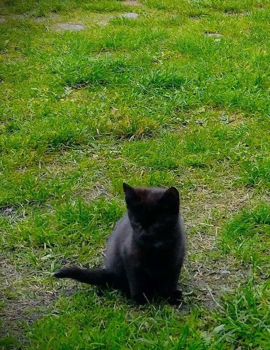 3 kocięta do adopcji