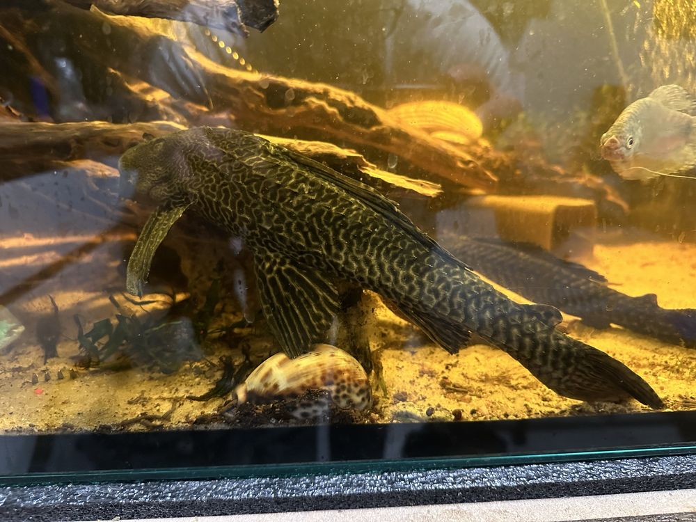 Glonojad albinos/ Hypostomus plecostomus