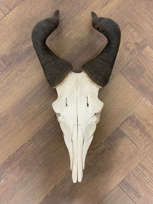 Troféu de caça: cabeça de bubal