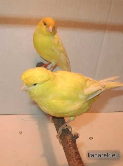 Sprzedam Kanarki, Zeberki oraz Gile Meksykańskie