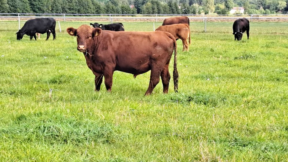 Buhaj Angus Czerwony Dofinansowanie ARIMR do końca listopada