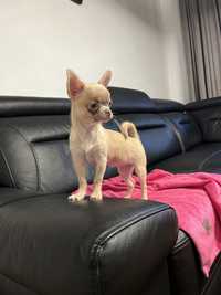 Chihuahua piękna beżowa Sunia LOVE niebieskie oczy