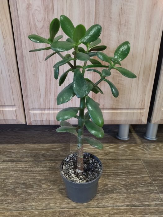 Замеокулькас. Долларовое дерево. Красула. Денежное дерево.