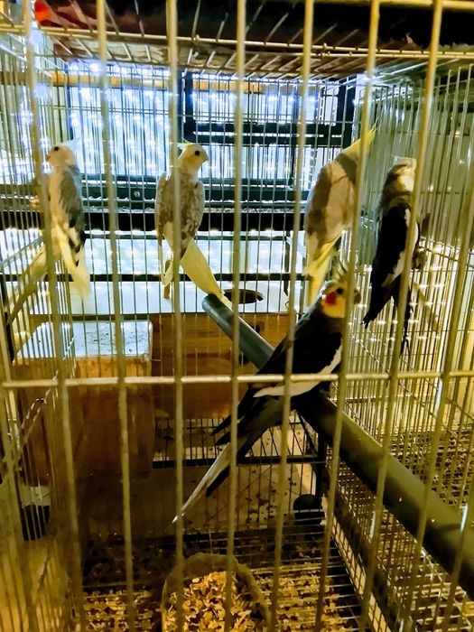 Caturras aves adultas