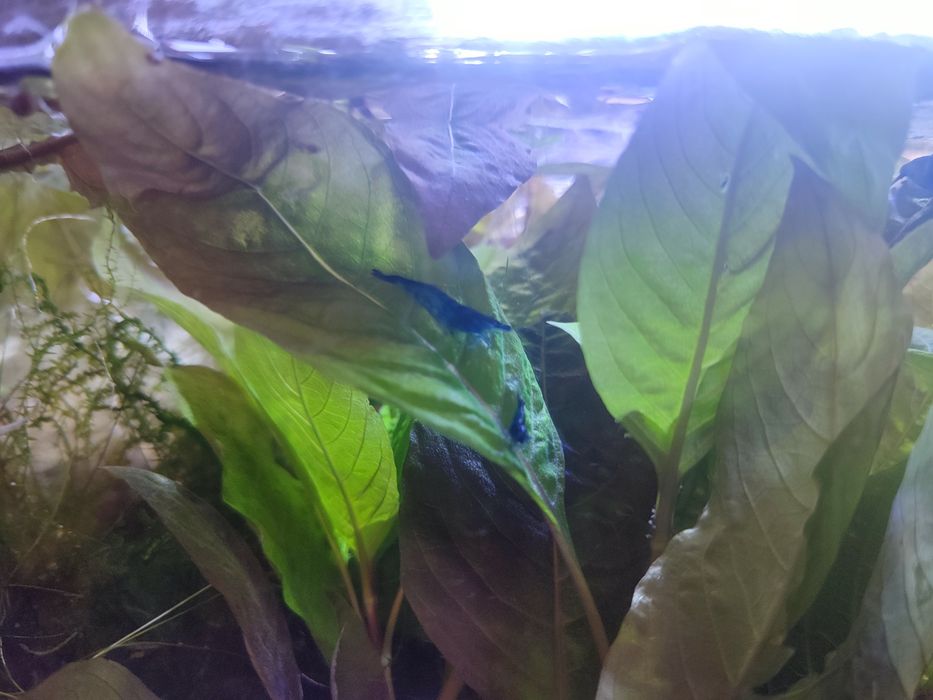 Krewetki Blue Velvet