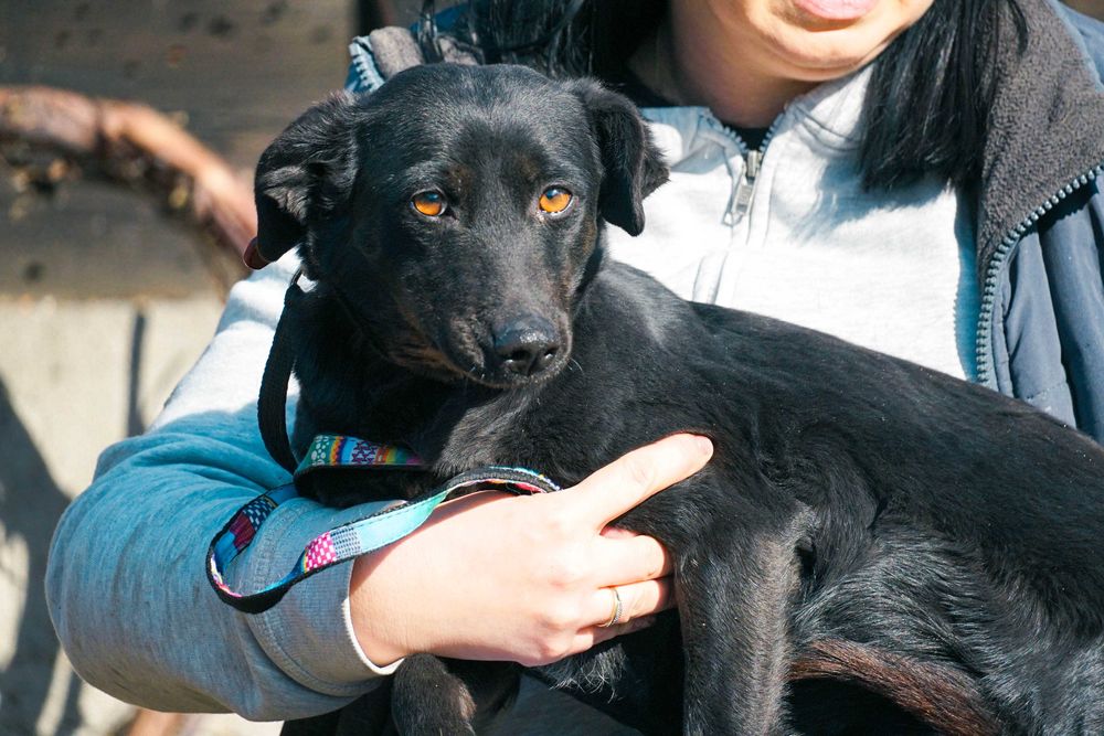 Luiza - niewielka sunia szuka domu