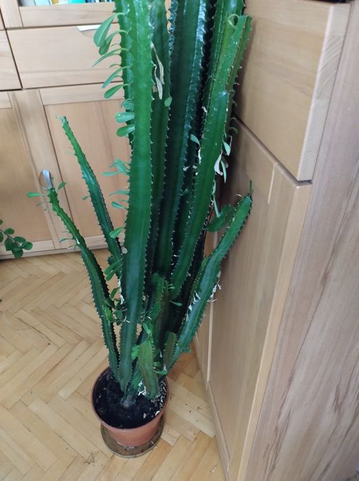 Wilczomlecz sukulent ok. Kalisza