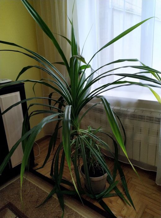 Кімнатний вазон панданус