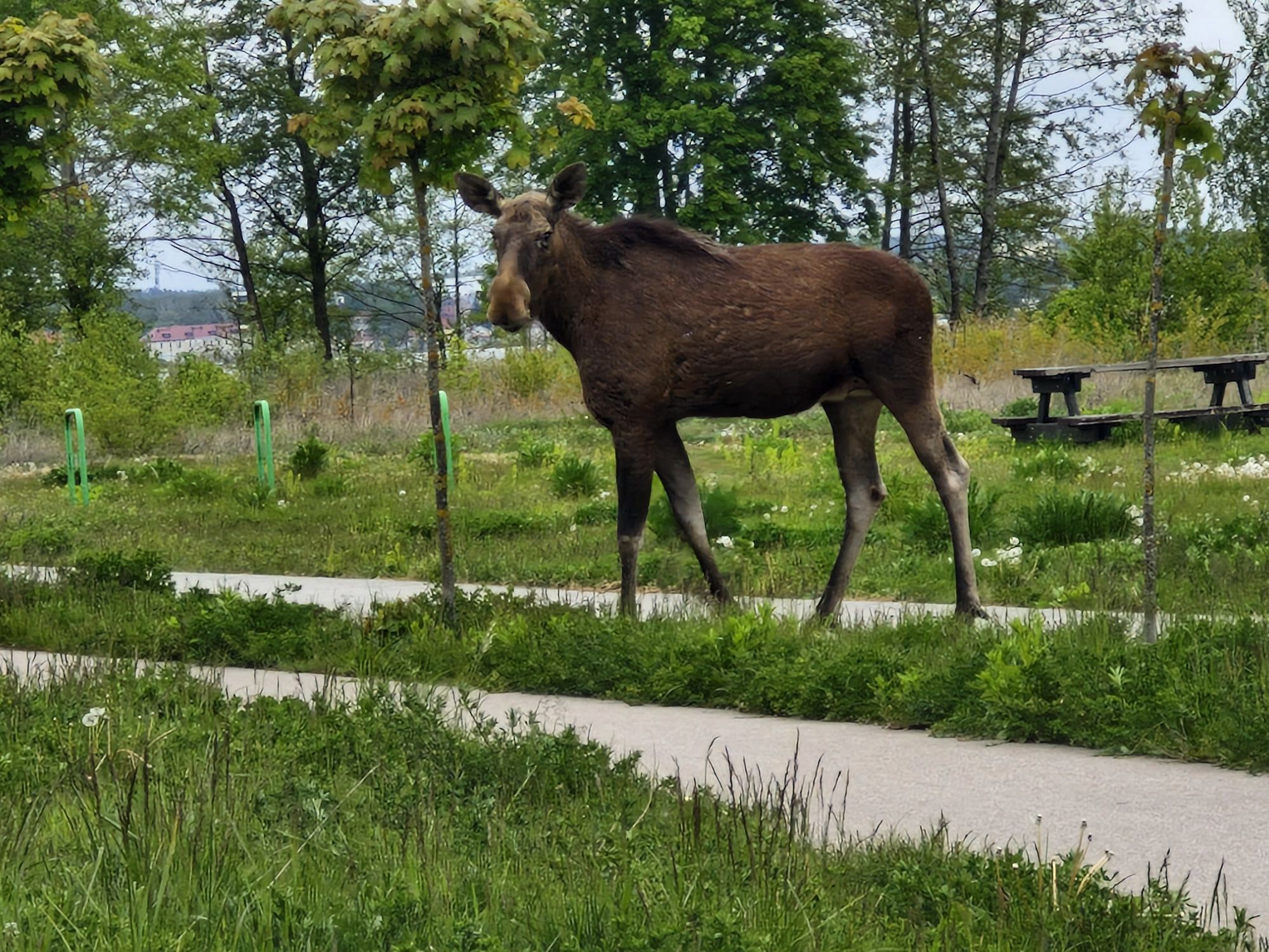 Camper Plac Wilkasy