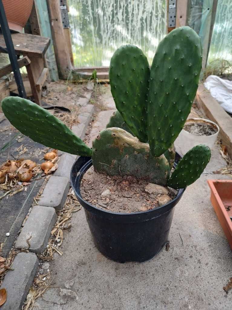 Opuntia ficus indica BARDZO DUŻA