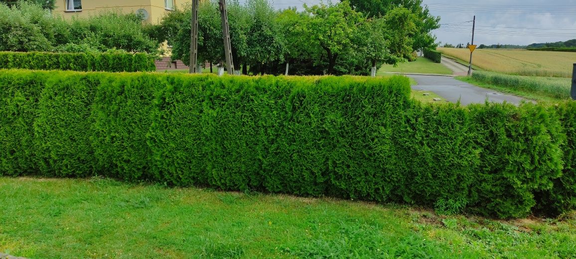 Thuja szmaragd oddam