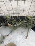 Plantas aereas