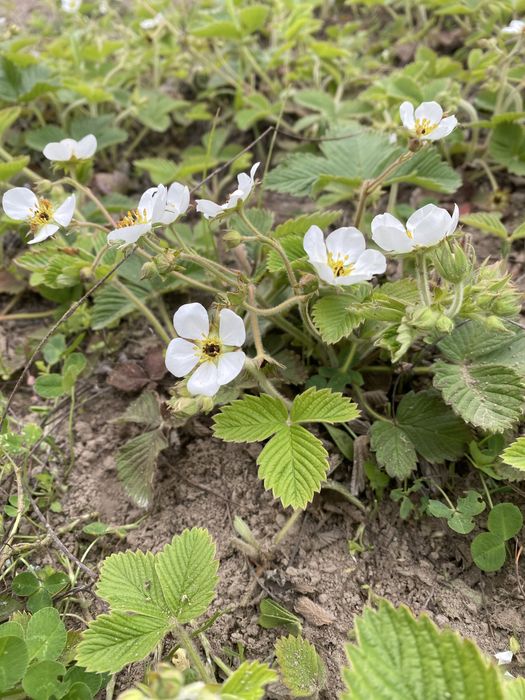 Суниця грунтопокрівна ремонтантна полуниця