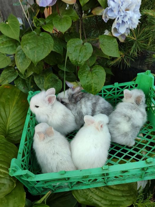 кролик карликовий декоративний міні білий з сірим