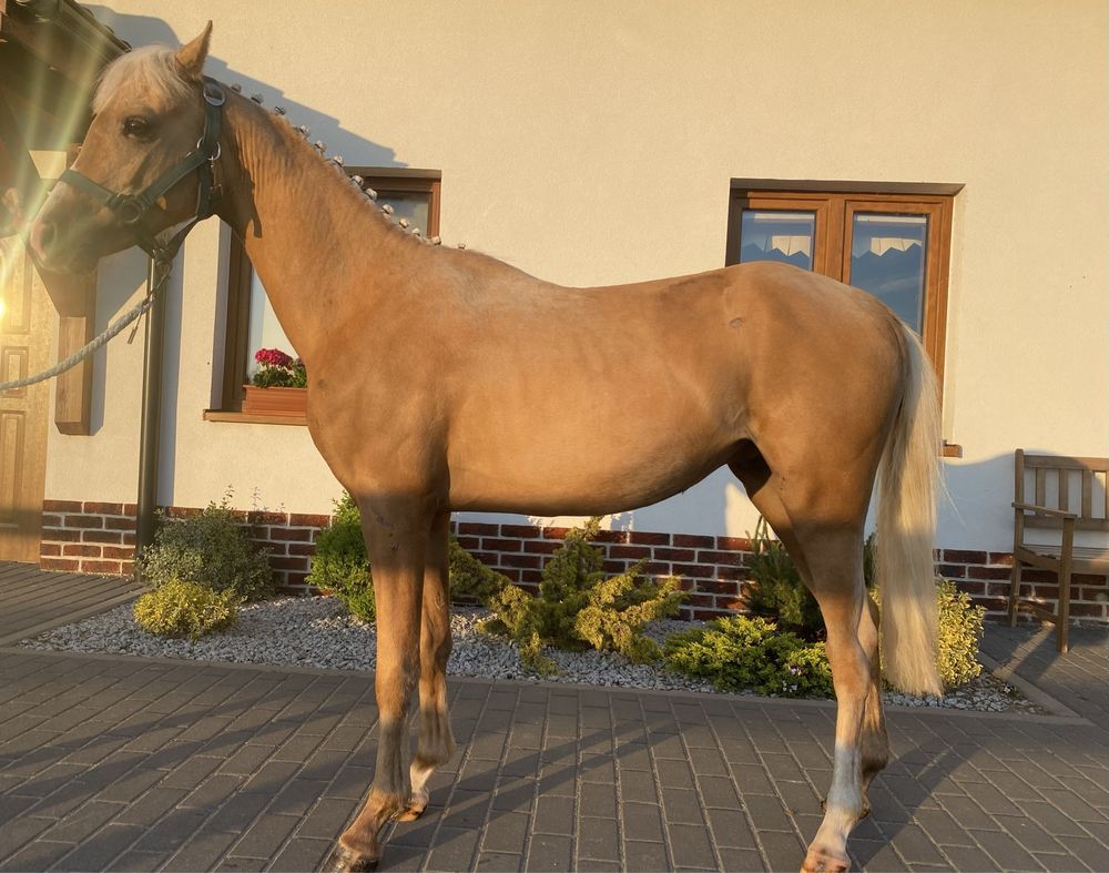 Kuc walijski, Welsh Pony, sekcja B, 2 letni ogierek z paszportem
