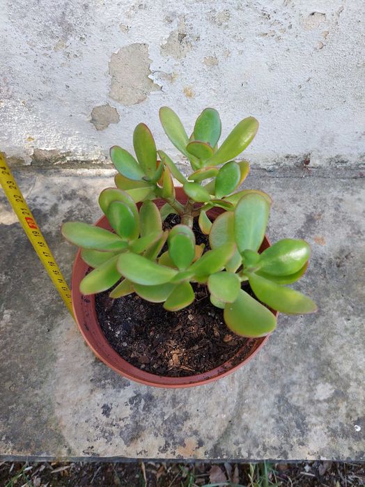 Planta de Jade – Suculenta
