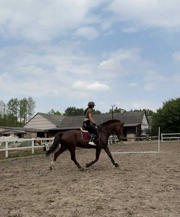 Sprzedam klacz, KWPN, 10 lat, 164 cm, woj. mazowieckie