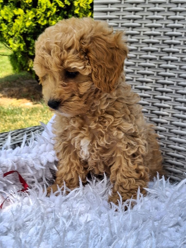 Śliczna suczka Maltipoo