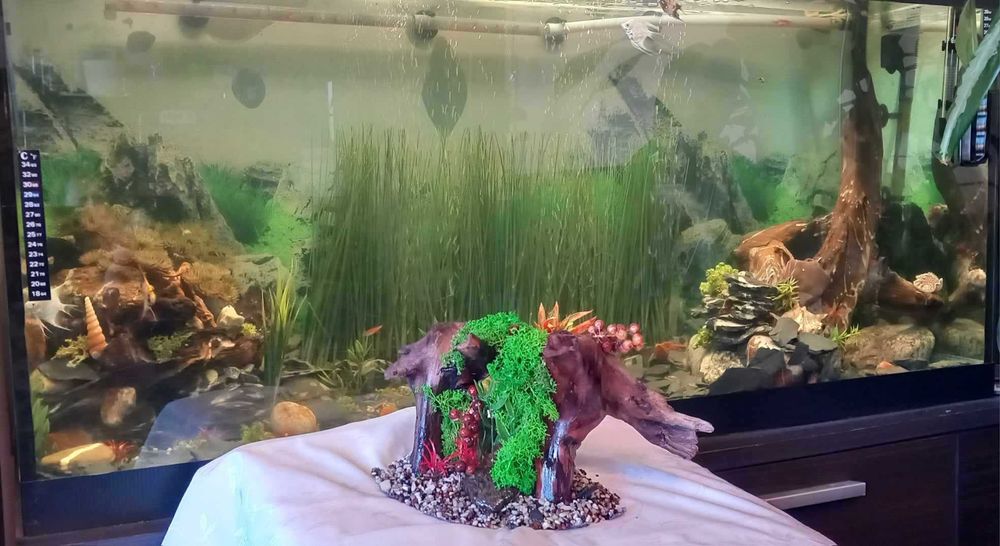 Ozdoba do akwarium – korzeń z mchem