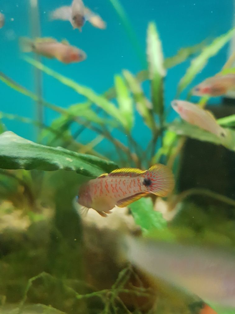 Głowaczyk Barwny
