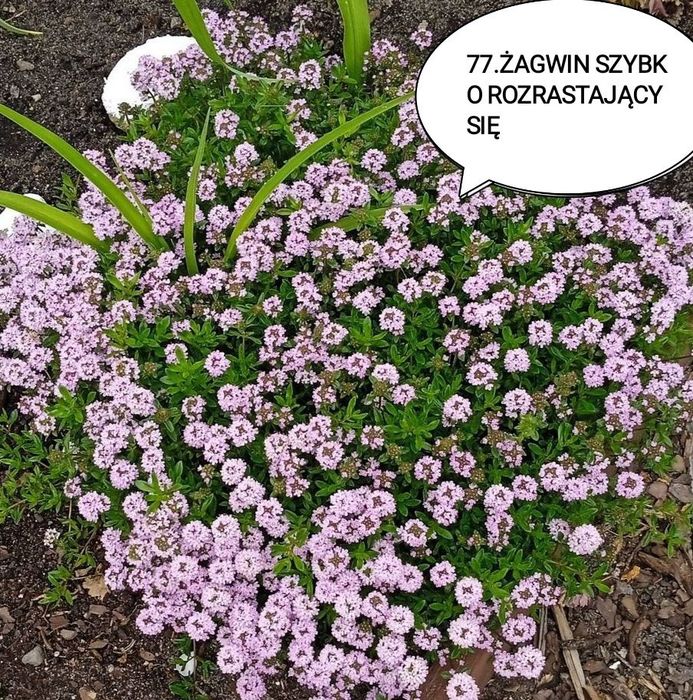 Kwiaty wieloletnie i zimujące