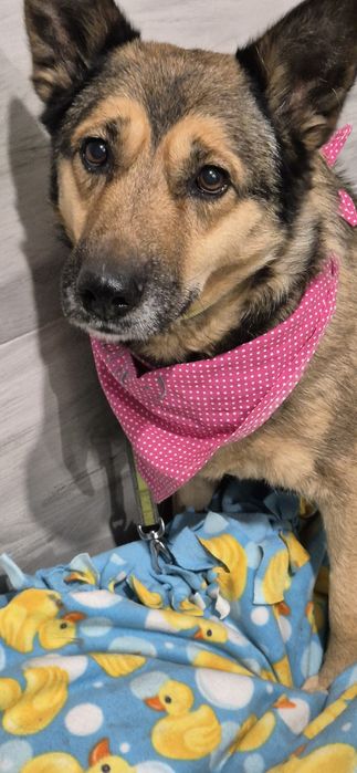 Suczka około pięć lat