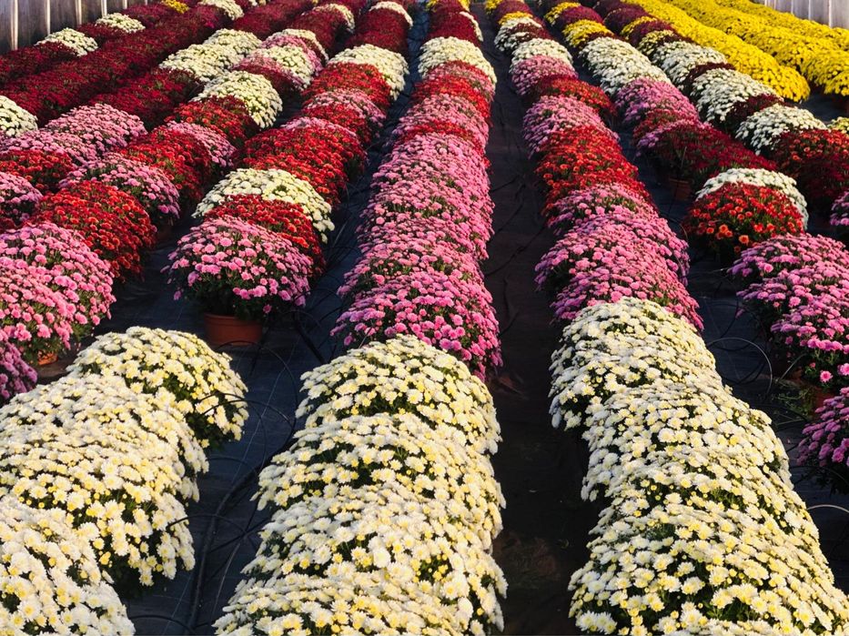 Chryzamtemy w hurcie od 18 zl i 30 zl za sztuke i wysoka jakość