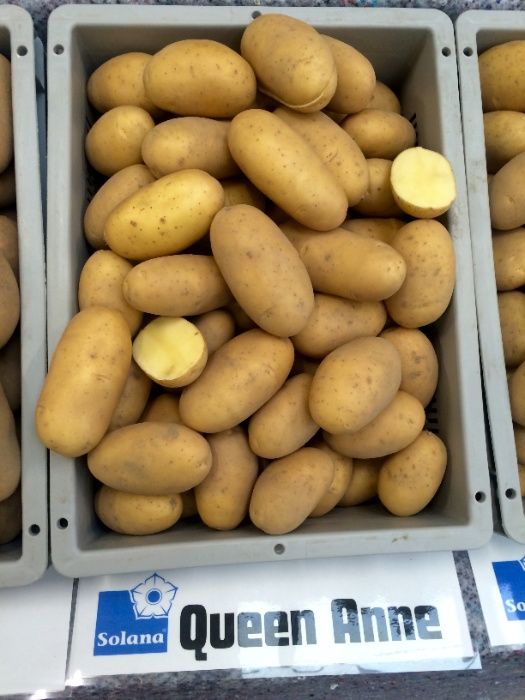 Продам Насіннєва картопля / Семенной картофель