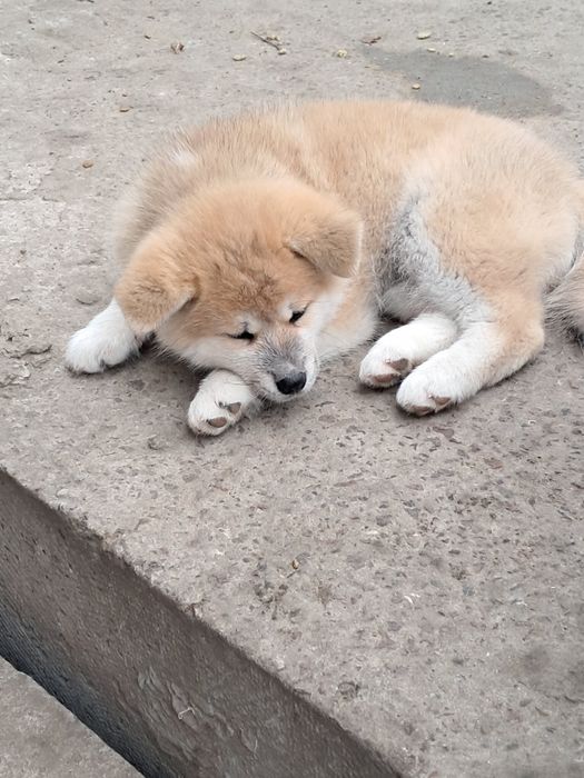 Акіта -іну хлопчики та дівчатка