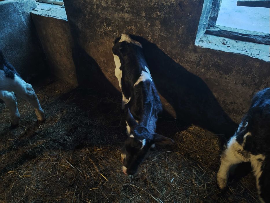 Sprzedam jałówke hf