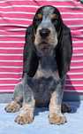 Basset Gaskoński (Basset Bleu de Gascogne)