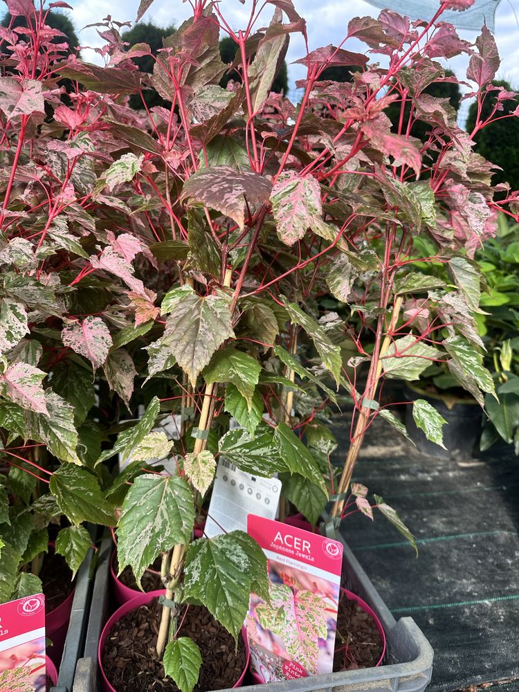 Klon palmowy red flamingo Acer