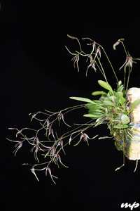 Мініатюрна орхідея Muscarella macroblepharis