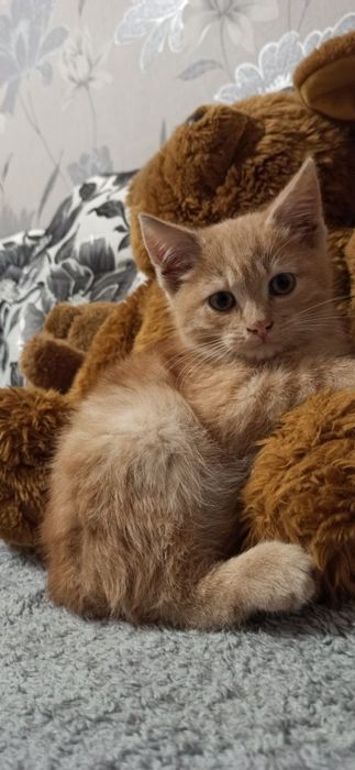 Котик-хлопчик, вік 2–2,5 місяці