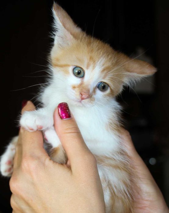 Кошеня, маленький котик, янголятко Абрикос додому!!!