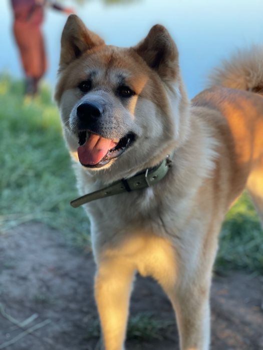 Акіта Іну, вязка