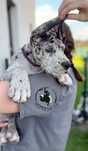 Dog niemiecki FCI samiec merle, gotowy na nowy dom