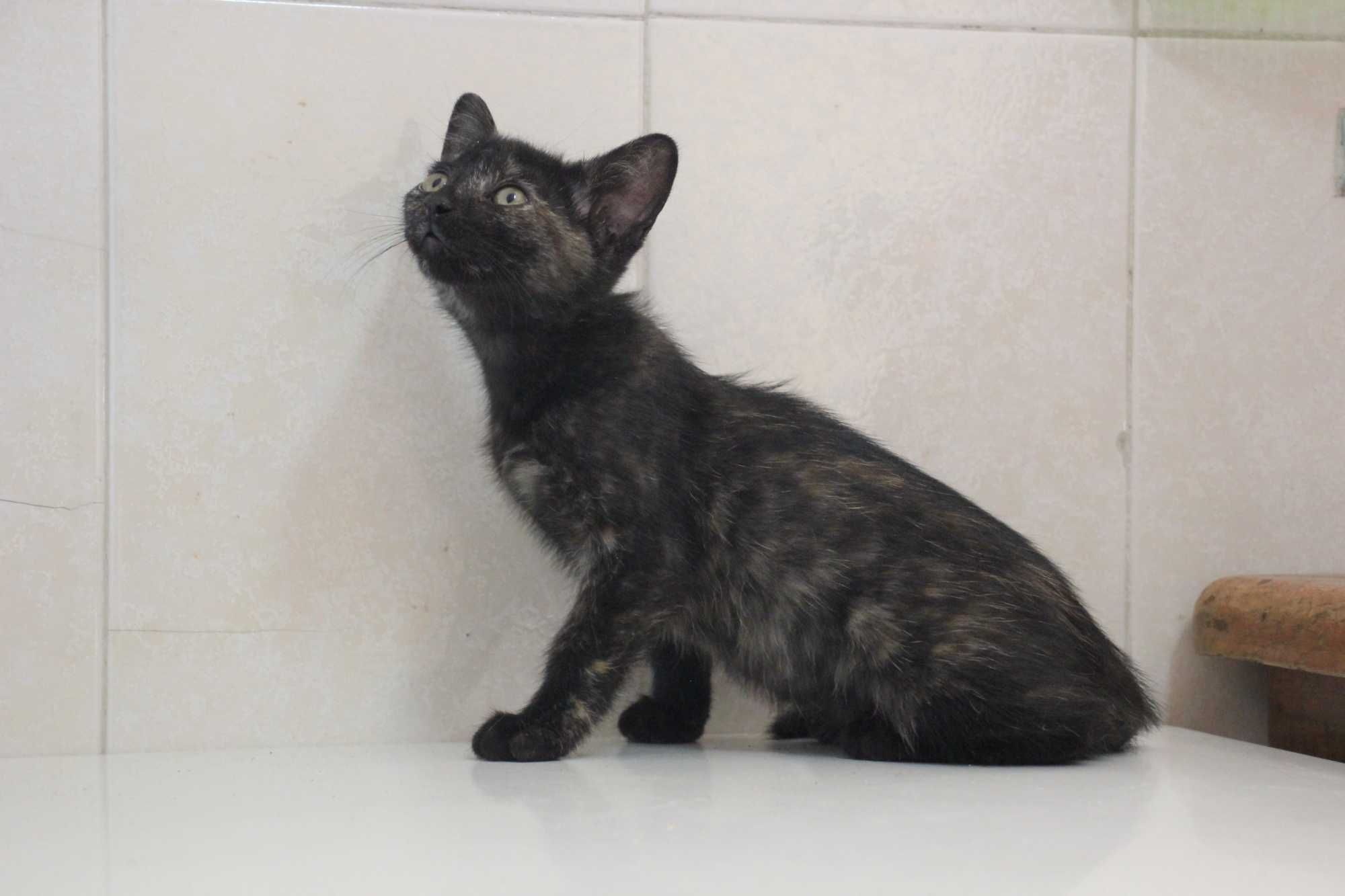 ESTERILIZADA | Gatinha disponível para adoção muito responsável