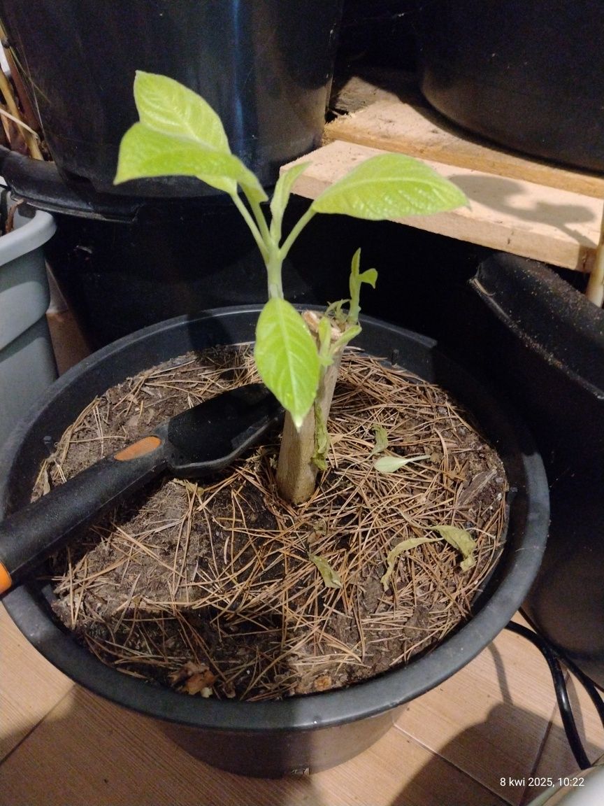Datura Datura Datura